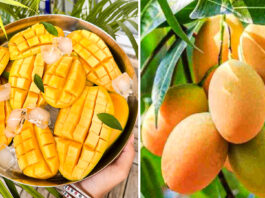 Why These 5 Mango Varieties Are the Most Expensive in India