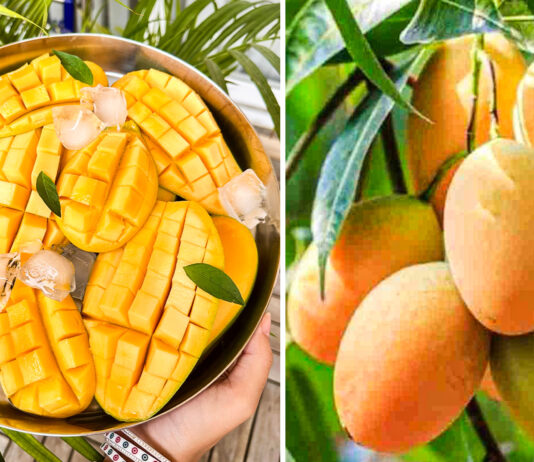 Why These 5 Mango Varieties Are the Most Expensive in India