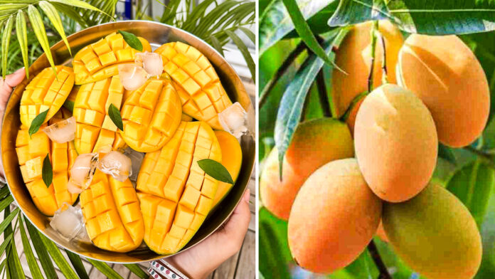 Sindhura Mango.05jpg