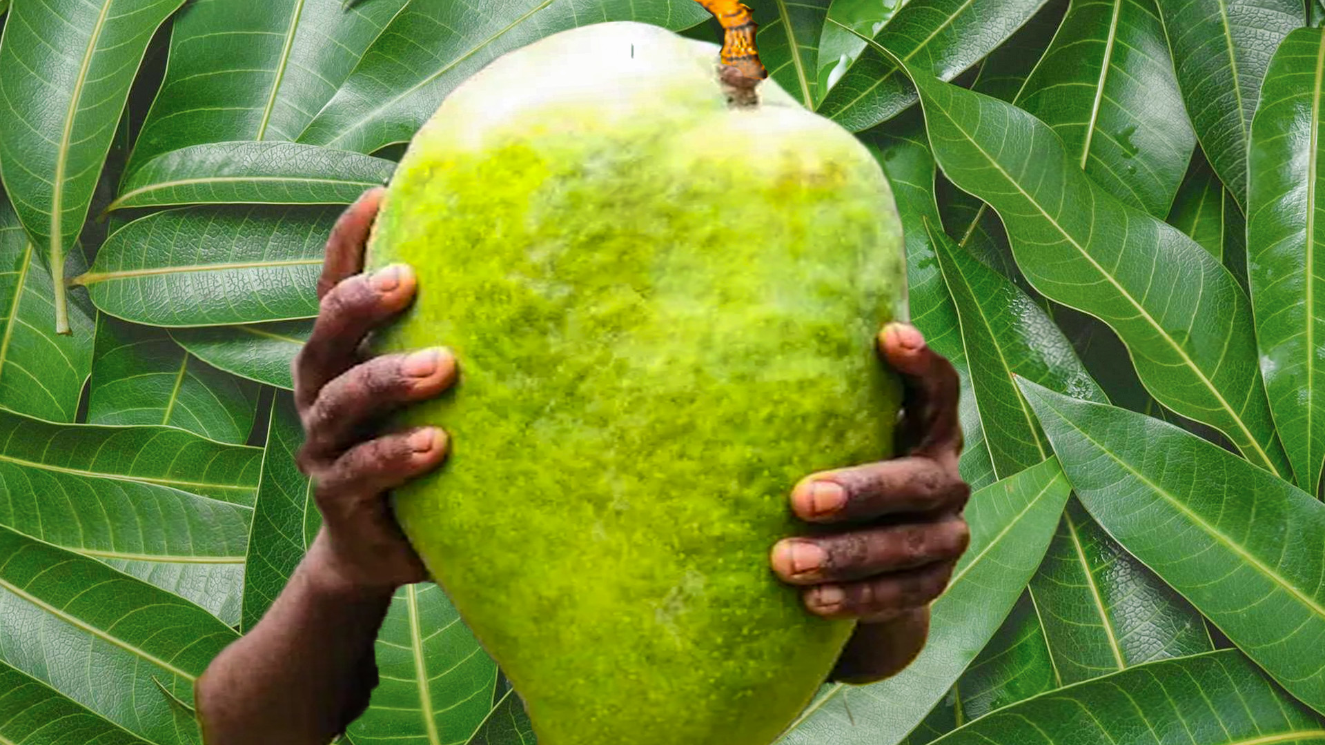 Why These 5 Mango Varieties Are the Most Expensive in India - India Eat ...